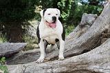 BOULEDOGUE AMERICAIN 110